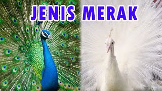 5 Jenis Burung Merak di Dunia yang Unik dan Cantik [upl. by Kazmirci]