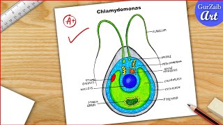 Chlamydomonas Diagram drawing CBSE  easy way  Labeled Science projects  for beginners [upl. by Lamphere203]