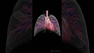 💓The Beating Heart and Breathing Lung Perfect Harmony 💓 anatomy [upl. by Cinimod]