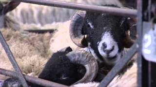 Hawes Auction Mart Wensleydale Yorkshire Dales [upl. by Are]