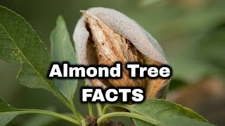 Almond Tree Info amp Uses [upl. by Hutt]