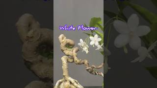 Beautiful Bonsai Tree with White Flowers [upl. by Naujad]