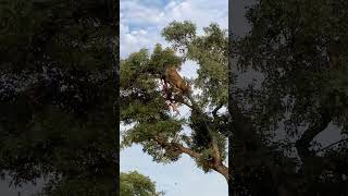 Leopard and Lion Fight Over a Carcass in a Tree With Unexpected Ending [upl. by Hector]