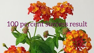 How to propagate Lantana from cutting trending [upl. by Enahsal816]