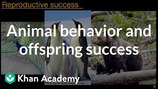 Animal behavior and offspring success  Middle school biology  Khan Academy [upl. by Navetse158]