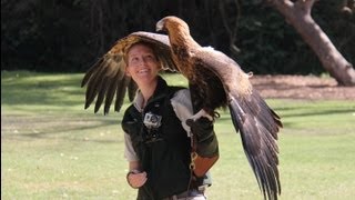 Wedgetail Eagle Starts to Soar at Taronga Zoo [upl. by Niraa482]