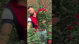 Red rose 🌹🌹 nature roses garden flowers rose gülsepeti byözgür gardening gül love [upl. by Mahseh]