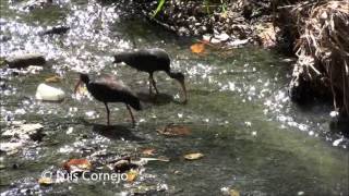 Zamurita  Phimosus infuscatus  Bare faced Ibis [upl. by Thunell]