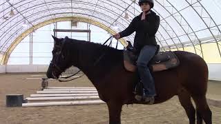 How to neck rein a horse and use your legs to aid in turning [upl. by Ydiarf]