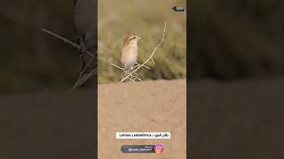 Lanius Lsabellinus  طائر الصرد LaniusLsabellinus shorts birds wildlife oman [upl. by Vedis]