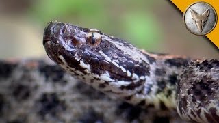 Pygmy Rattlesnake Strike [upl. by Lewak]