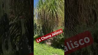 La Chona Jalisco [upl. by Kai]