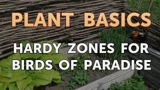 Hardy Zones for Birds of Paradise [upl. by Ladnar]