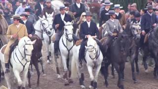 XLI FEIRA NACIONAL DO CAVALO  Golega Portugal Nov 2016 [upl. by Eiser]