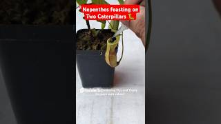 Feeding my Nepenthes two juicy caterpillars🐛 pitcherplant nepenthesplant carnivorousplants [upl. by Sylado]