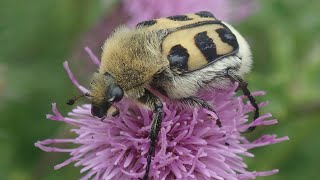 Penceelkever Trichius fasciatus [upl. by Refinnej593]