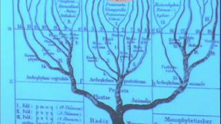 Diversidade Biológica e Filogenia  videoaula 1 [upl. by Eenoj]