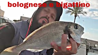 Pesca con bolognese e bigattino in porto [upl. by Pahl]