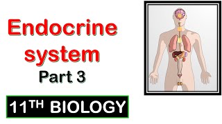 ENDOCRINE SYSTEMPart 3  Class 11 Biology II NEET [upl. by Ahsiemat]