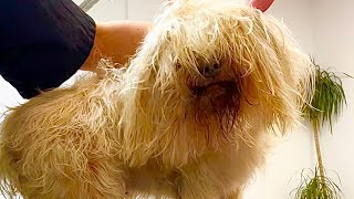 💥 Havanese Makeover 🐶 Gorgeous Havanese at Grooming ✂️ [upl. by Nnylaj]