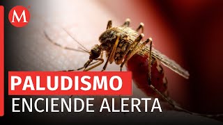 En Oaxaca son detectados casos de paludismo en migrantes [upl. by Dniren377]