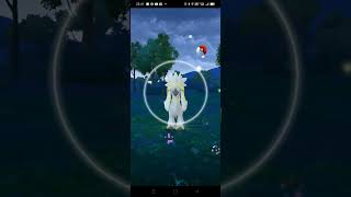 My ThirtyOne Pokémon GO Video Catching Furfrou PokemonGO [upl. by Seely471]