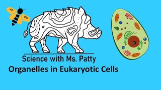 Organelles in Eukaryotic Cells AP Biology Unit 2 [upl. by Airreis]