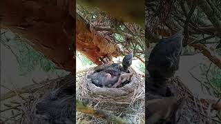 Robins Nest With Babies [upl. by Ainalem]