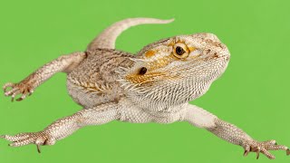 Bearded Dragons The Ultimate Care Guide [upl. by Rosmarin]