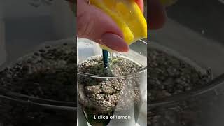 Morning Detox  Chia Seeds Water with lemon [upl. by Borchers358]