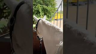 vlog concours de dressage 🐴 horse poney cheval equestrian chevaux animaux [upl. by Eladnek]