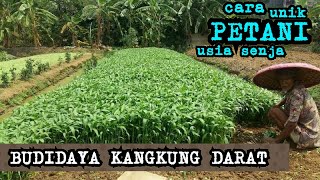 Budidaya kangkung  Cara Menanam Kangkung di lahan dan cepat panen dalam 4 minggu [upl. by Papotto]