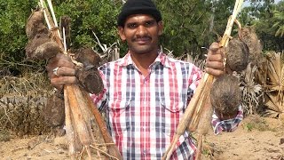 OLDEST STREET FOOD IN INDIA  MY VILLAGE FOOD GENGUL  PALM SPROUTS  PANA KILANGU  TRADITIONAL [upl. by Ridinger480]