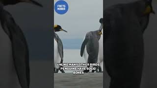 Penguin Wonders 5 Facts You Didn’t Know 😮 reels funfacts facts youtubeshorts animals shorts [upl. by Caine]