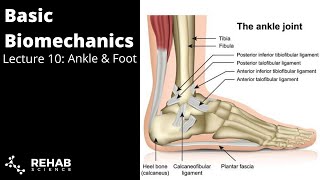 Biomechanics Lecture 10 Ankle amp Foot [upl. by Dareen]