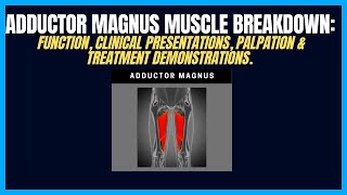 Adductor Magnus Muscle Breakdown A Common Culprit Of Hip Dysfunction [upl. by Del]