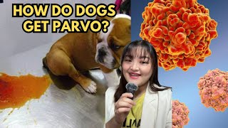 HOW DO DOGS GET PARVO 🦠 [upl. by Jerol875]