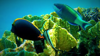 Bicolour parrotfish Cetoscarus bicolor with Orangespine unicornfish Naso lituratus naso tang [upl. by Iilek]