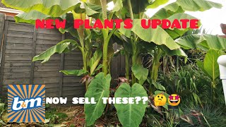 New UK BampM TROPICAL plant haul 🌴😎 cant believe some of bargains and new varieties that BampM has 🤩🌴 [upl. by Nesnar]