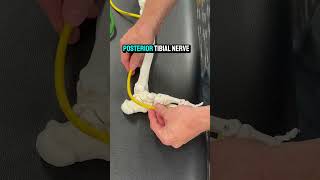 Plantar Fasciitis Posterior Tibial Nerve Sticking plantarfasciitis [upl. by Darnoc]