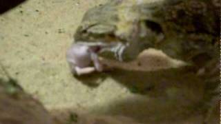 Pogona vitticeps eating small mouse [upl. by Eirod]