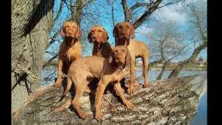 Introducing the Zöldmáli Hungarian Wirehaired Vizsla Kennel [upl. by Viccora]