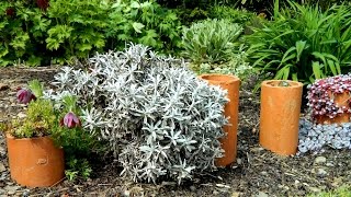 My Celmisia Collection how I grow the New Zealand Daisy outdoors in my garden amp in pots [upl. by Beauchamp]