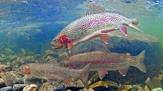 How to catch trout in stocked lakes amp ponds [upl. by Luht]