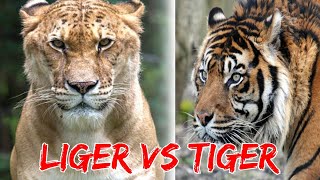 Liger Vs Tiger in telugu Liger who would win telugu Ligers vs Tigers telugu stories [upl. by Aelaza]