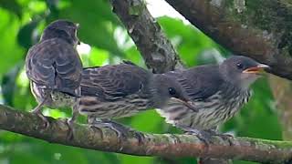 Asian Glossy Starling bathes in the rain and baby starlings [upl. by Naelopan]