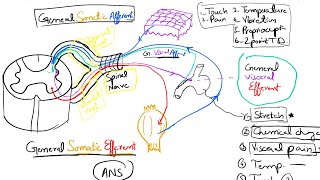 Nerve Fibers Classification Part 2 Spinal Nerves and Cranial Nerves 16 [upl. by Iadam525]