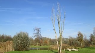 Mariakerke  Bufferbos en Landschapspark Groene Velden [upl. by Lohse]