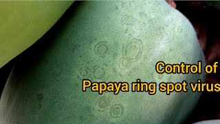 Papaya Ring Spot Virus [upl. by Curtis534]