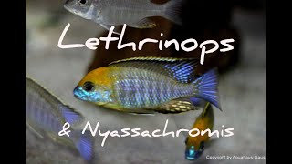 Lethrinops amp Nyassachromis advice amp Info [upl. by Romalda]